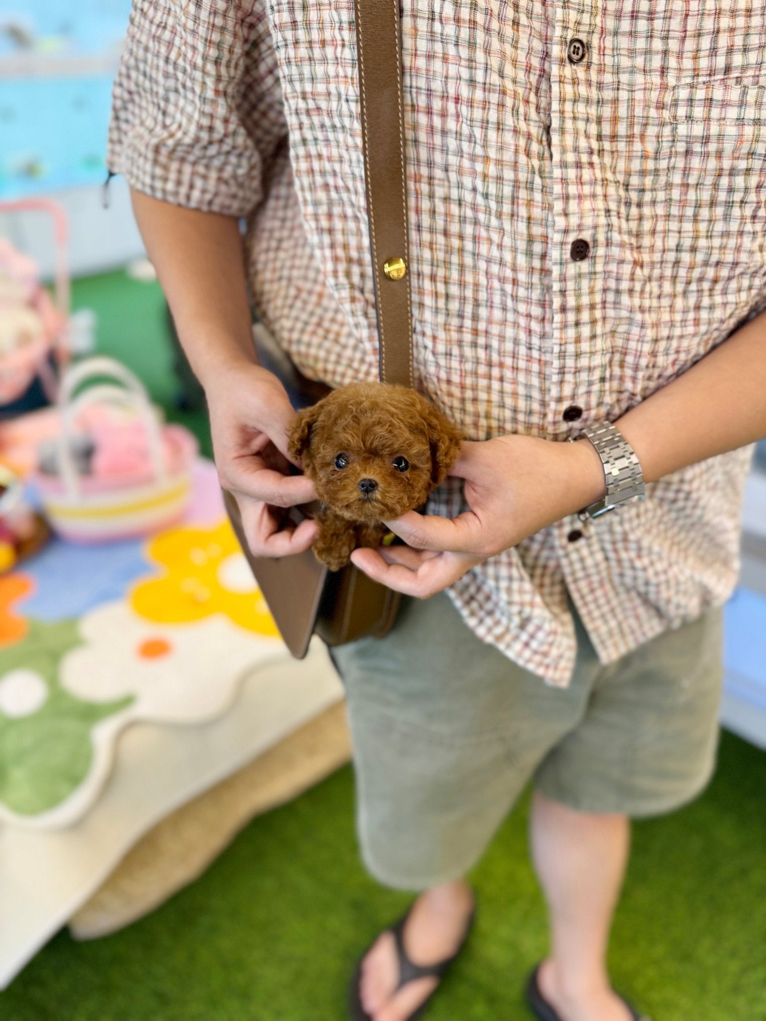 Poodle - Dari(Female) - Beautiful puppy teacup puppy with adorable features available for adoption from Velydog