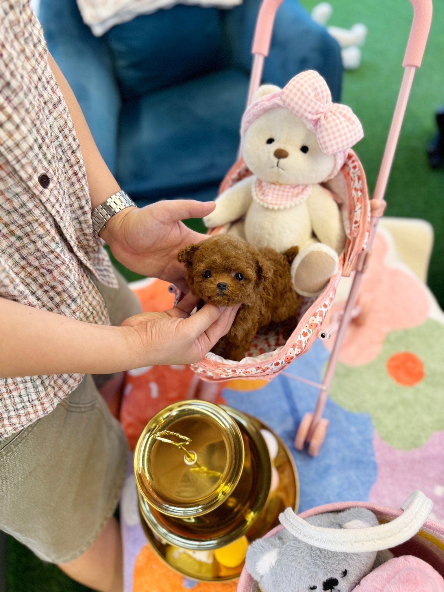 Poodle - Dari(Female) - Beautiful puppy teacup puppy with adorable features available for adoption from Velydog