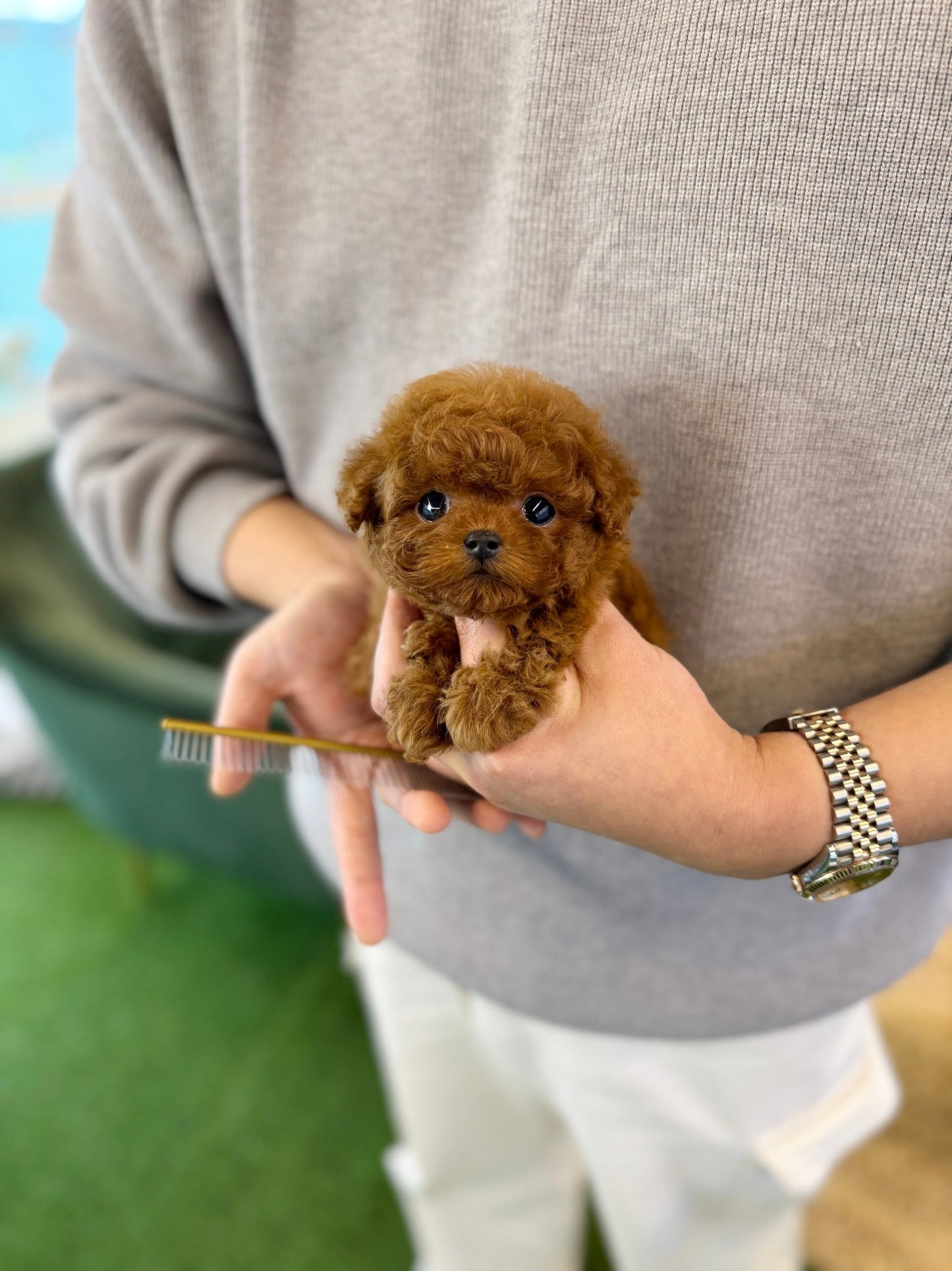 Poodle - Dean(Male) - Beautiful puppy teacup puppy with adorable features available for adoption from Velydog