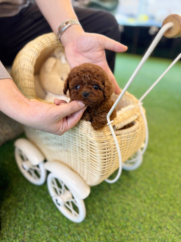 Poodle - Didi(Female) - Beautiful puppy teacup puppy with adorable features available for adoption from Velydog