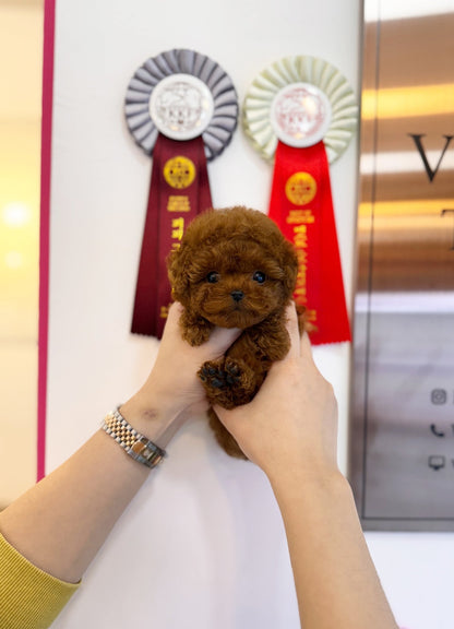 Poodle - Dingo(Male) - Beautiful puppy teacup puppy with adorable features available for adoption from Velydog