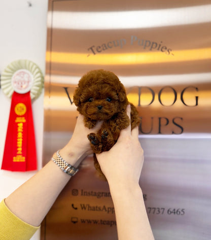 Poodle - Dingo(Male) - Beautiful puppy teacup puppy with adorable features available for adoption from Velydog