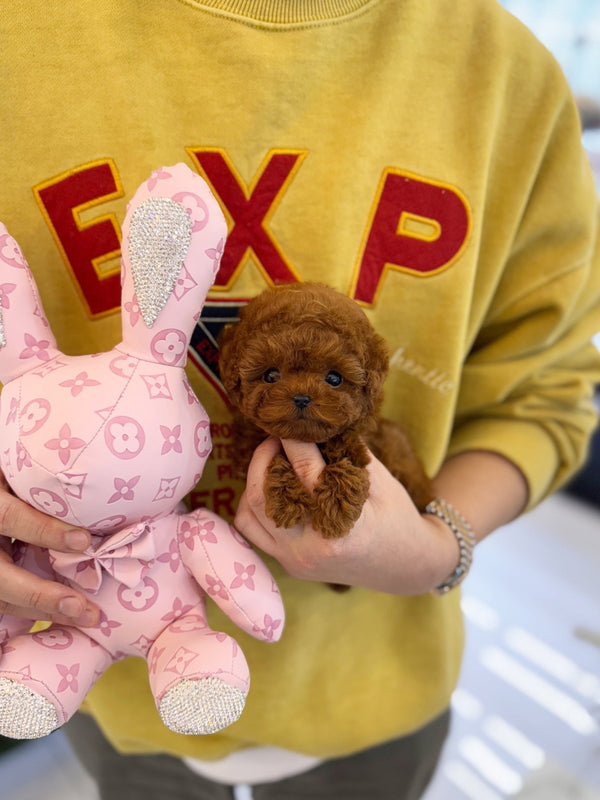 Poodle - Dingo(Male) - Beautiful puppy teacup puppy with adorable features available for adoption from Velydog