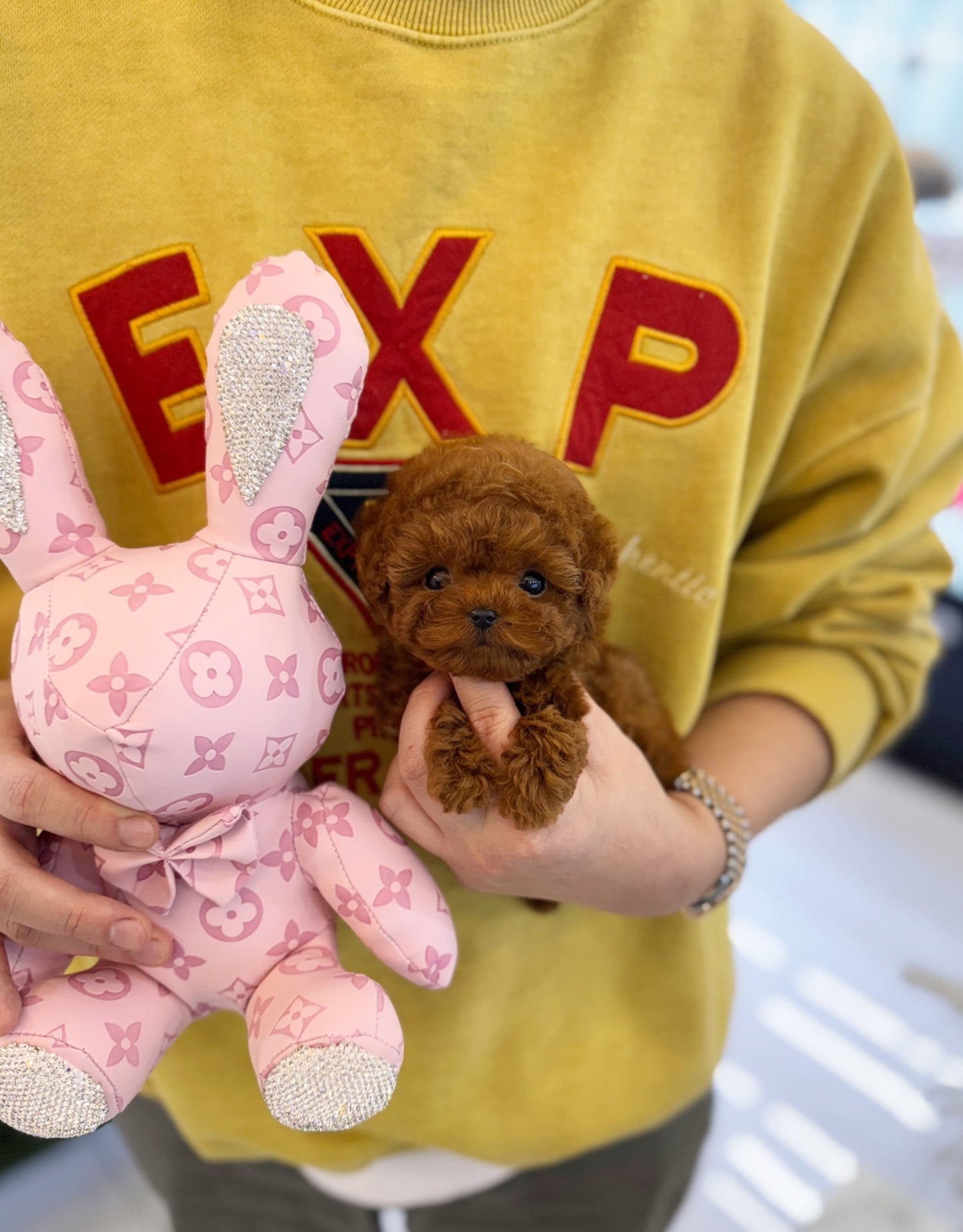 Poodle - Dingo(Male) - Beautiful puppy teacup puppy with adorable features available for adoption from Velydog