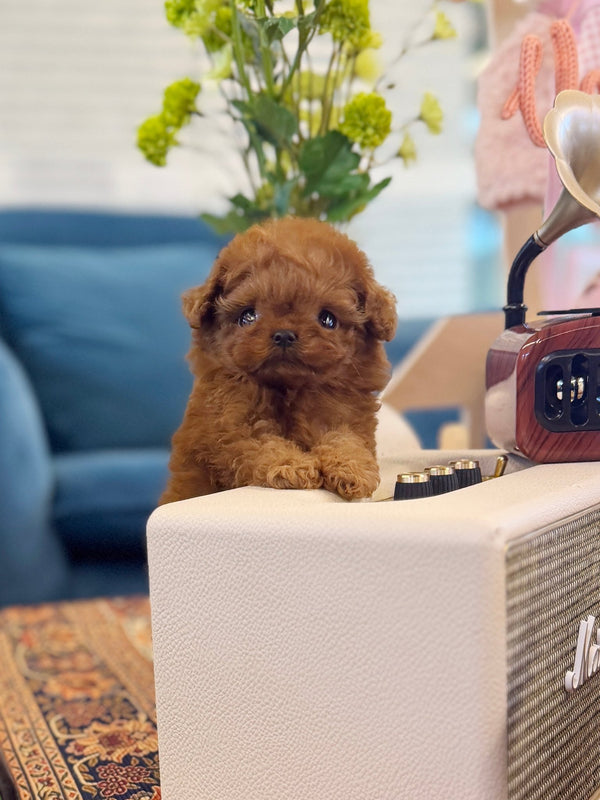 Poodle - Dior(Female) - Beautiful puppy teacup puppy with adorable features available for adoption from Velydog