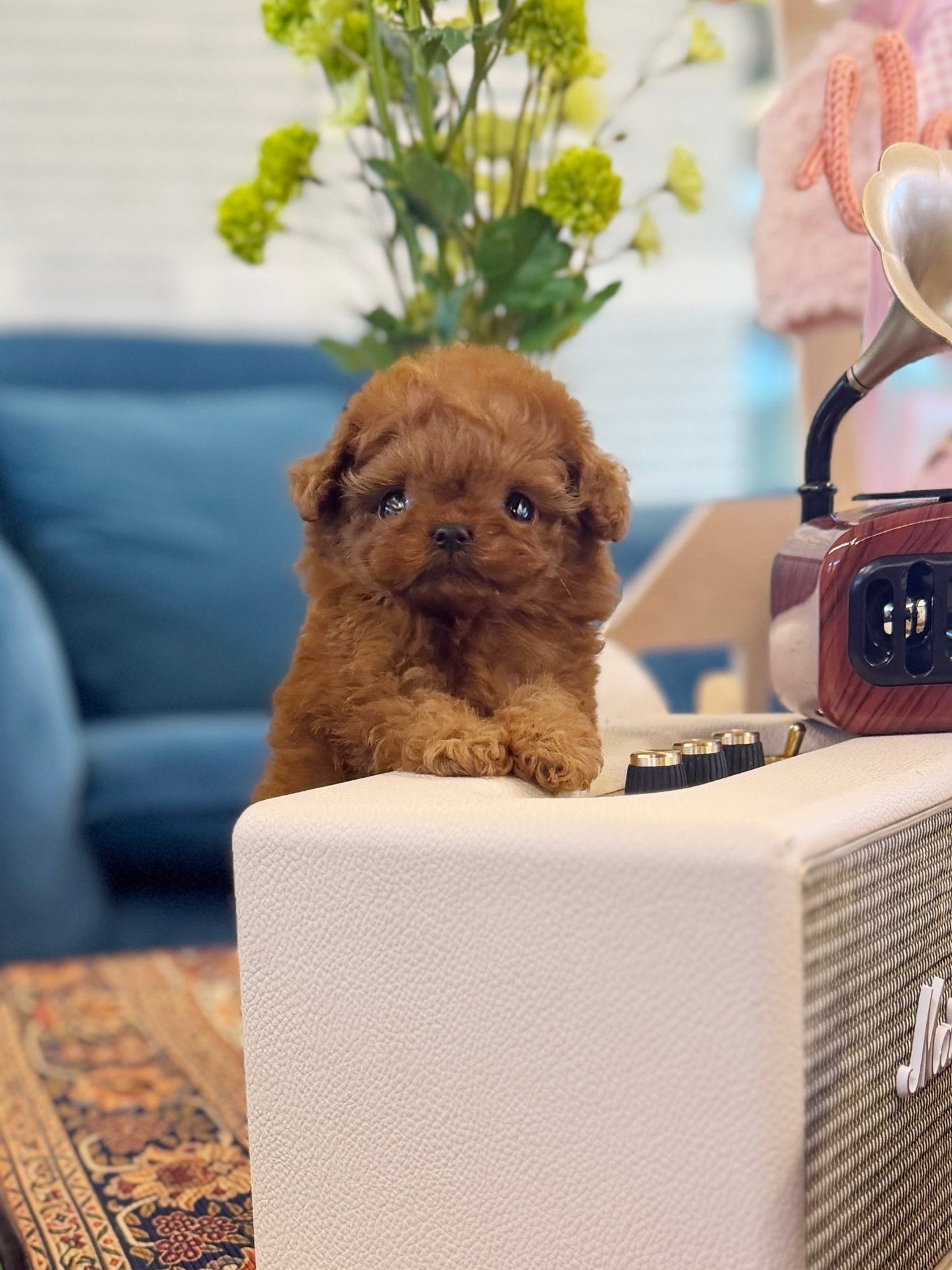 Poodle - Dior(Female) - Beautiful puppy teacup puppy with adorable features available for adoption from Velydog