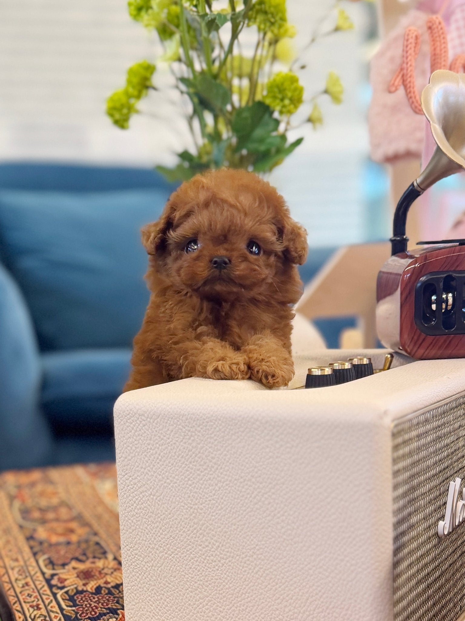 Poodle - Dior(Female) - Beautiful puppy teacup puppy with adorable features available for adoption from Velydog
