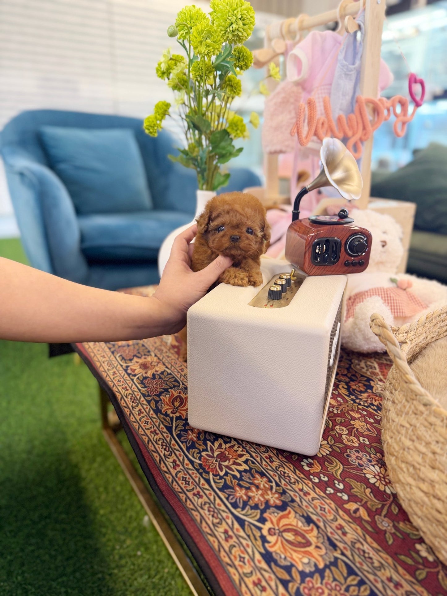 Poodle - Dior(Female) - Beautiful puppy teacup puppy with adorable features available for adoption from Velydog
