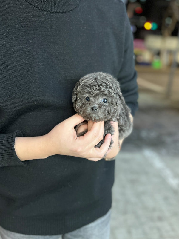Poodle - Ditto - Beautiful puppy teacup puppy with adorable features available for adoption from Velydog