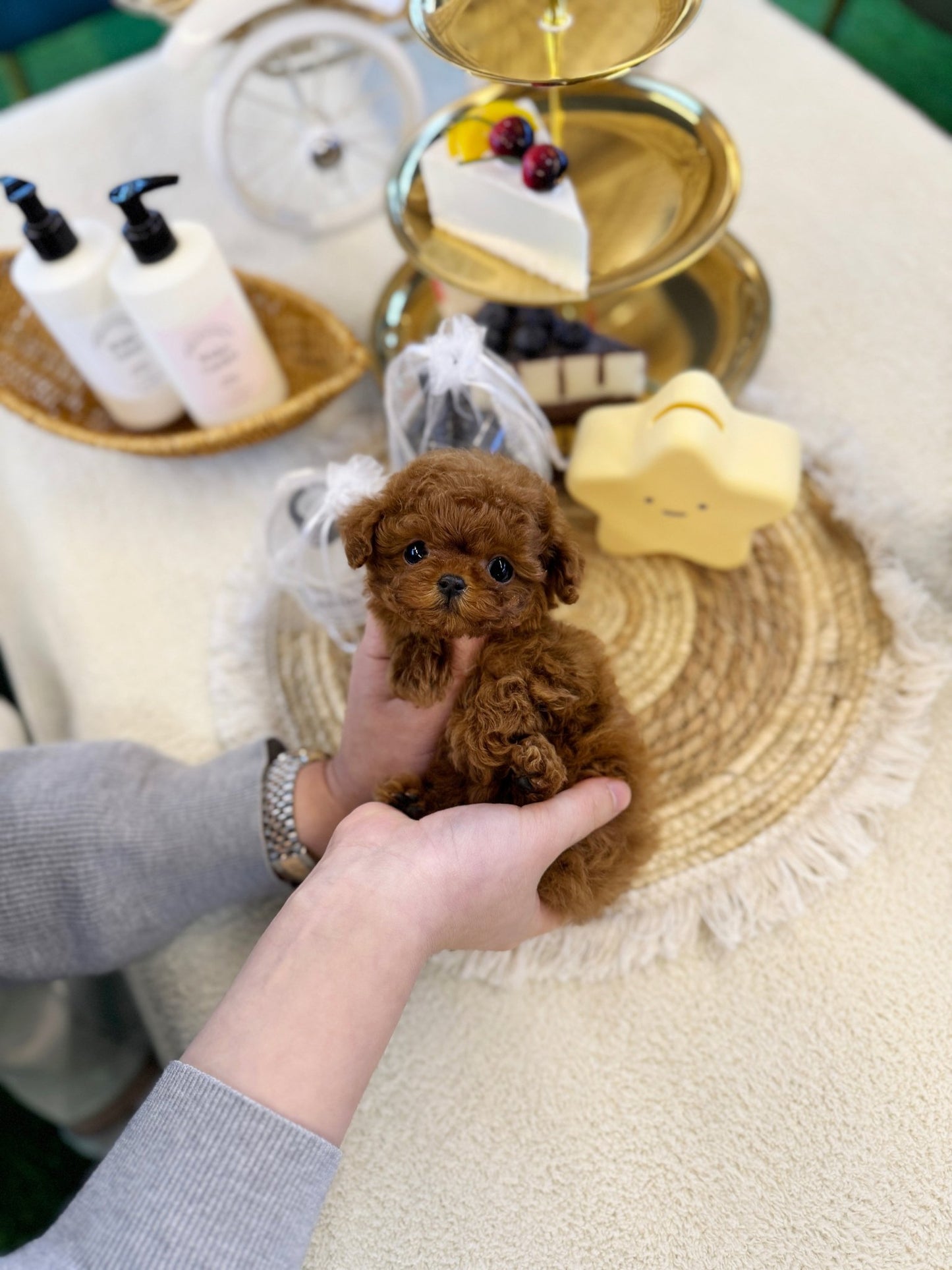 Poodle - Dominic(Male) - Beautiful puppy teacup puppy with adorable features available for adoption from Velydog