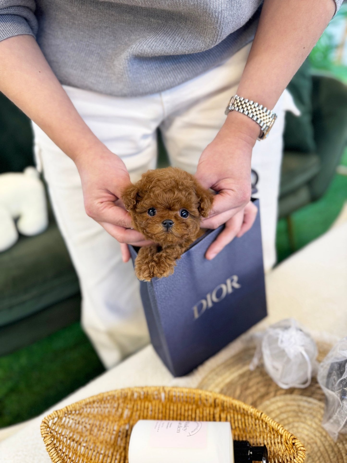 Poodle - Dominic(Male) - Beautiful puppy teacup puppy with adorable features available for adoption from Velydog