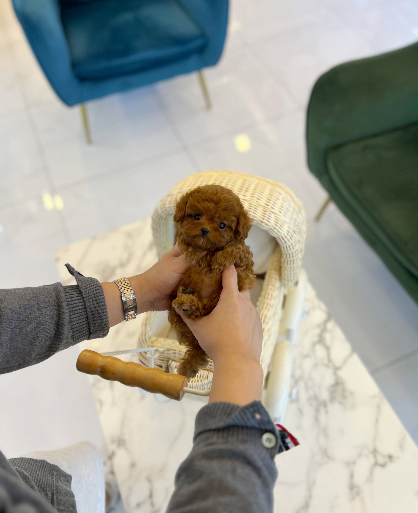 Poodle - Donna(Female) - Beautiful puppy teacup puppy with adorable features available for adoption from Velydog