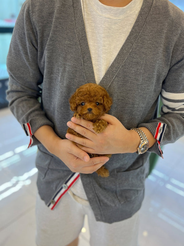 Poodle - Donna(Female) - Beautiful puppy teacup puppy with adorable features available for adoption from Velydog