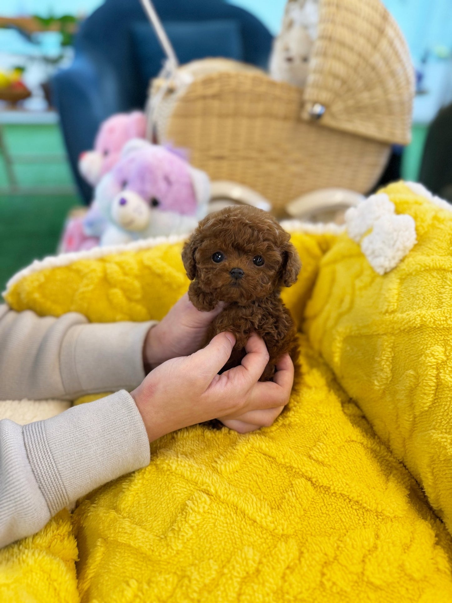 Poodle - Doochi(Male) - Beautiful puppy teacup puppy with adorable features available for adoption from Velydog