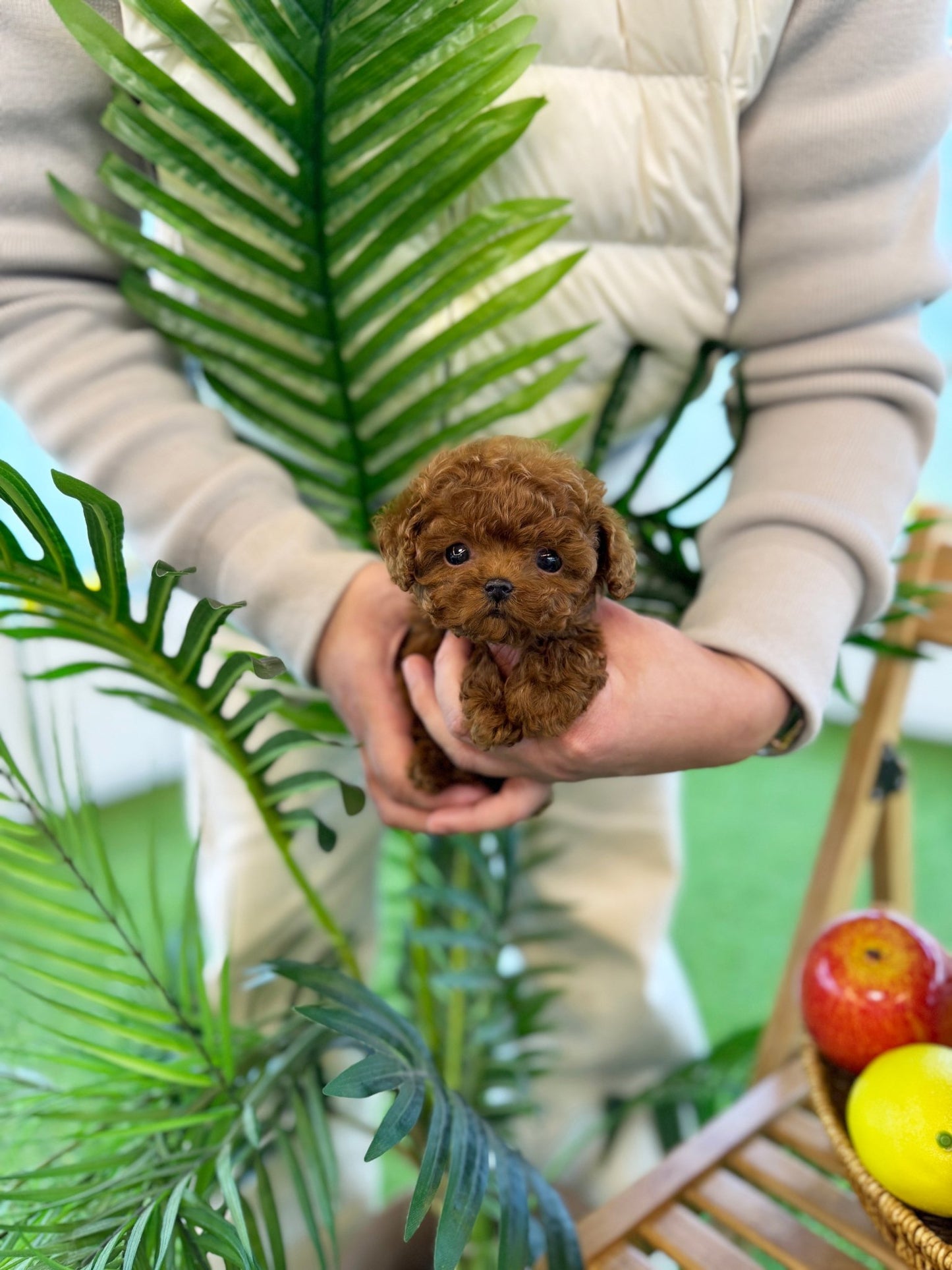 Poodle - Doochi(Male) - Beautiful puppy teacup puppy with adorable features available for adoption from Velydog