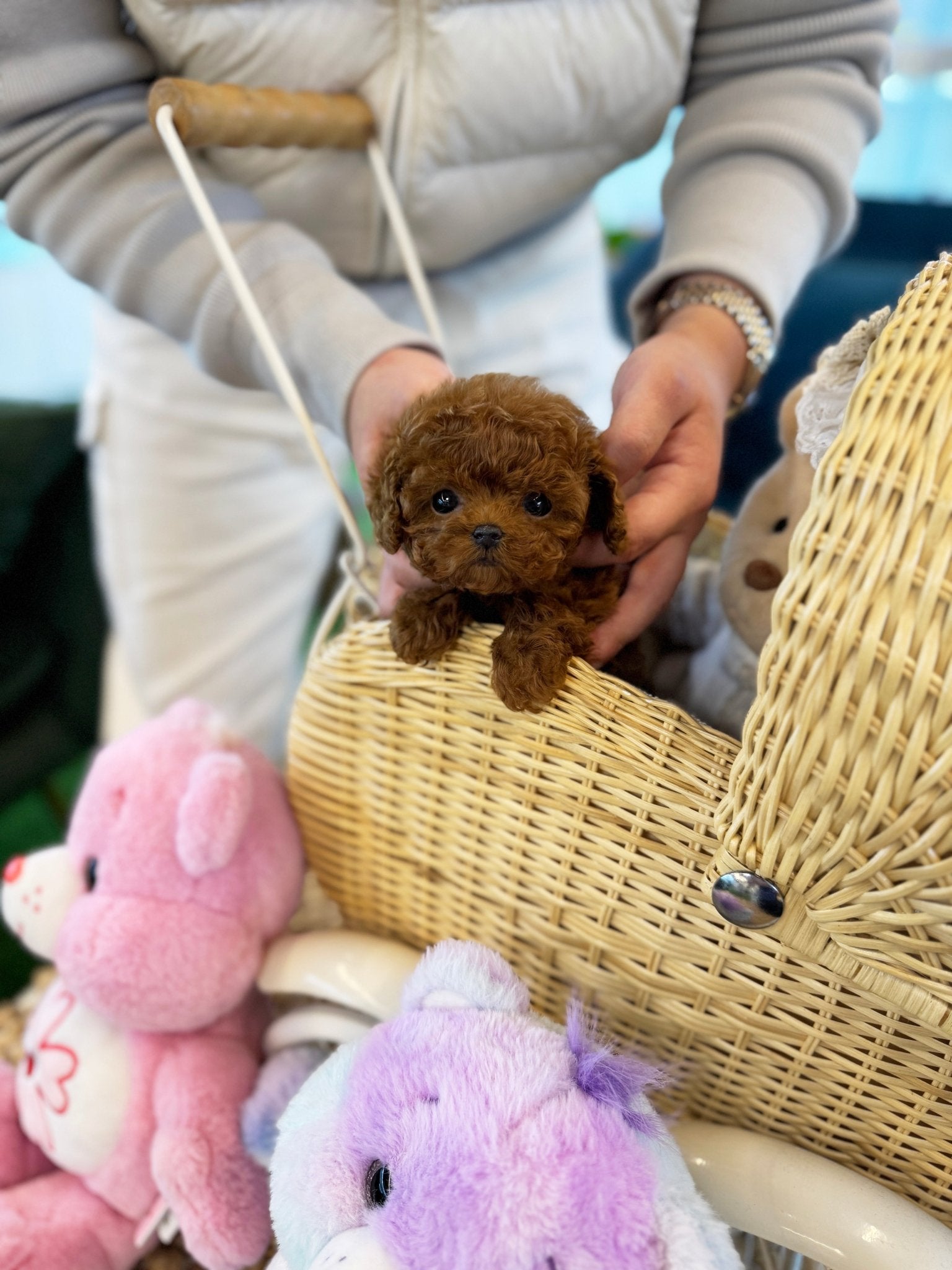 Poodle - Doochi(Male) - Beautiful puppy teacup puppy with adorable features available for adoption from Velydog