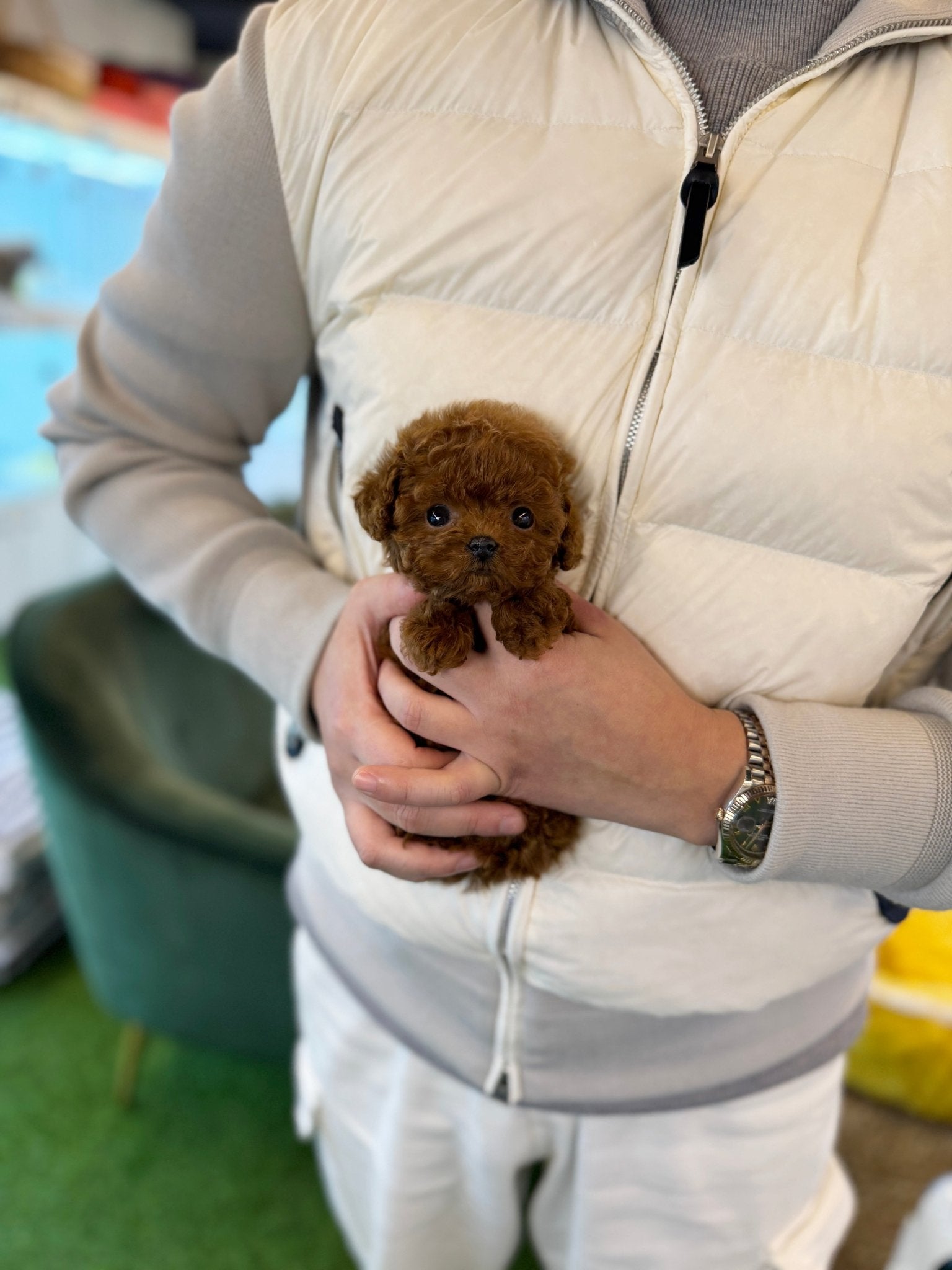 Poodle - Doochi(Male) - Beautiful puppy teacup puppy with adorable features available for adoption from Velydog