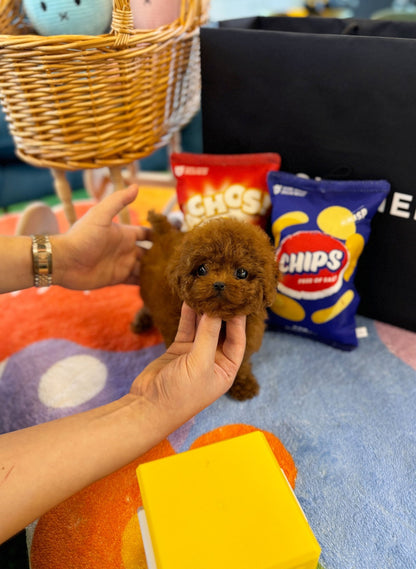 Poodle - Dove(Male) - Beautiful puppy teacup puppy with adorable features available for adoption from Velydog