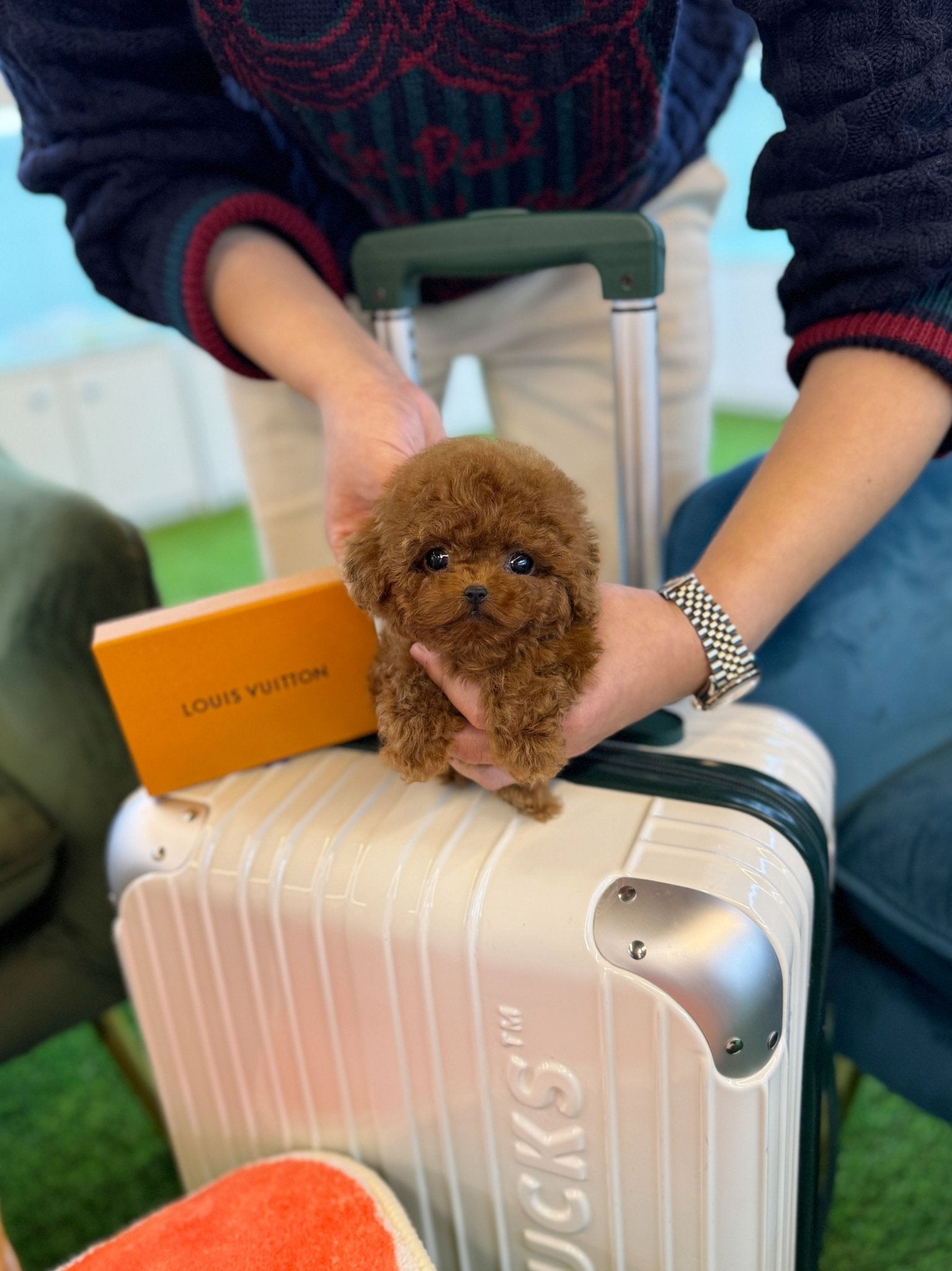 Poodle - Dove(Male) - Beautiful puppy teacup puppy with adorable features available for adoption from Velydog