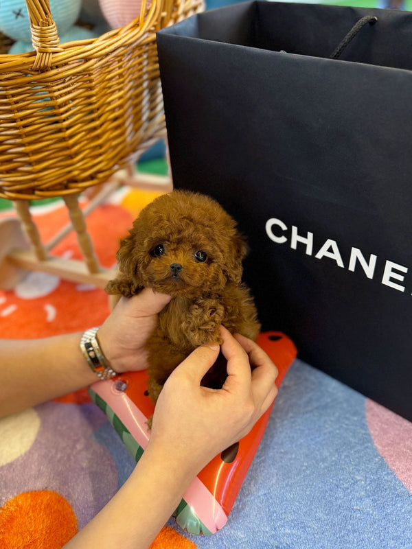 Poodle - Dove(Male) - Beautiful puppy teacup puppy with adorable features available for adoption from Velydog