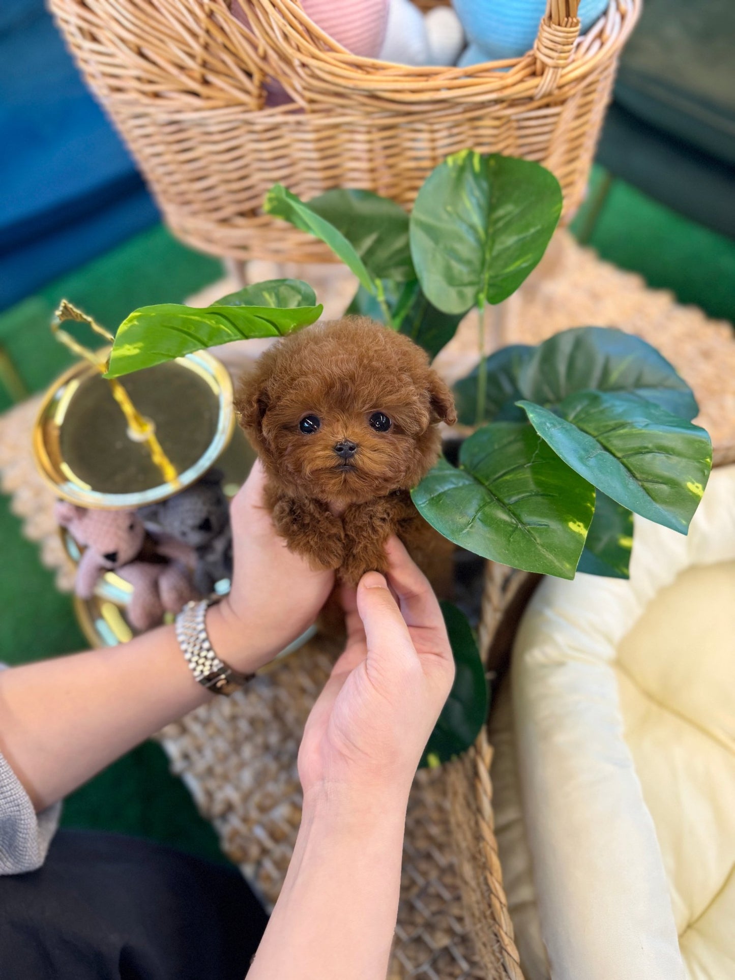 Poodle - Elsa(Female) - Beautiful puppy teacup puppy with adorable features available for adoption from Velydog