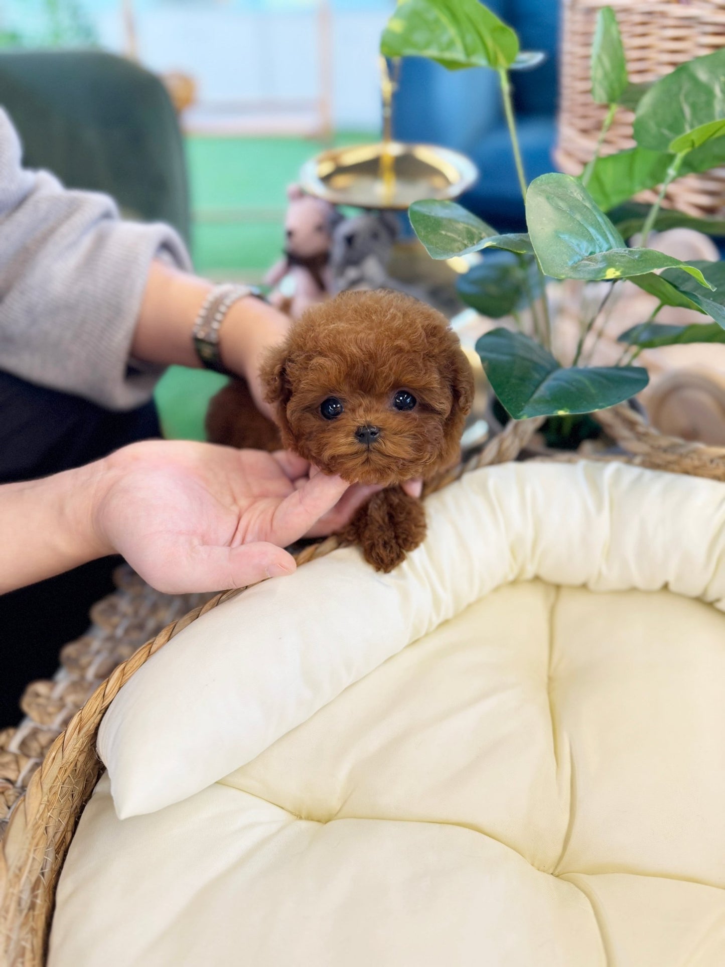 Poodle - Elsa(Female) - Beautiful puppy teacup puppy with adorable features available for adoption from Velydog