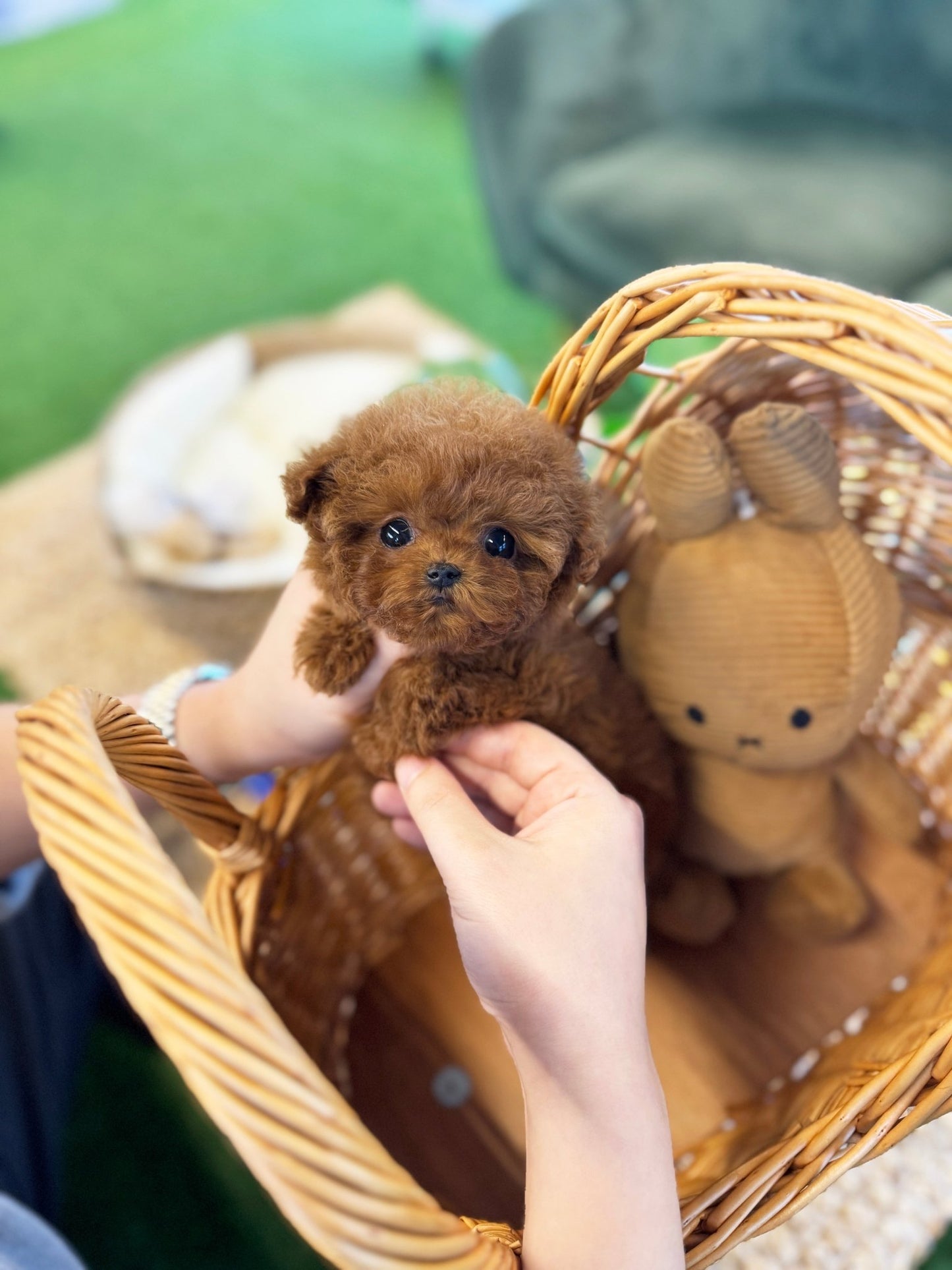 Poodle - Elsa(Female) - Beautiful puppy teacup puppy with adorable features available for adoption from Velydog