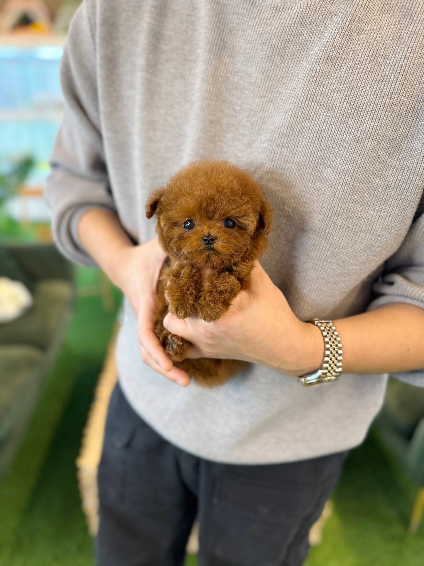 Poodle - Elsa(Female) - Beautiful puppy teacup puppy with adorable features available for adoption from Velydog