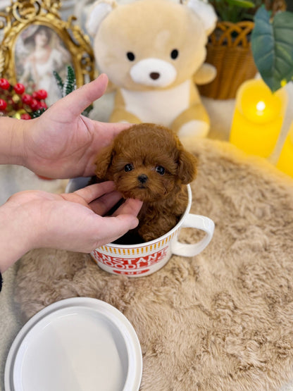 Poodle - Ena(Female) - Beautiful puppy teacup puppy with adorable features available for adoption from Velydog