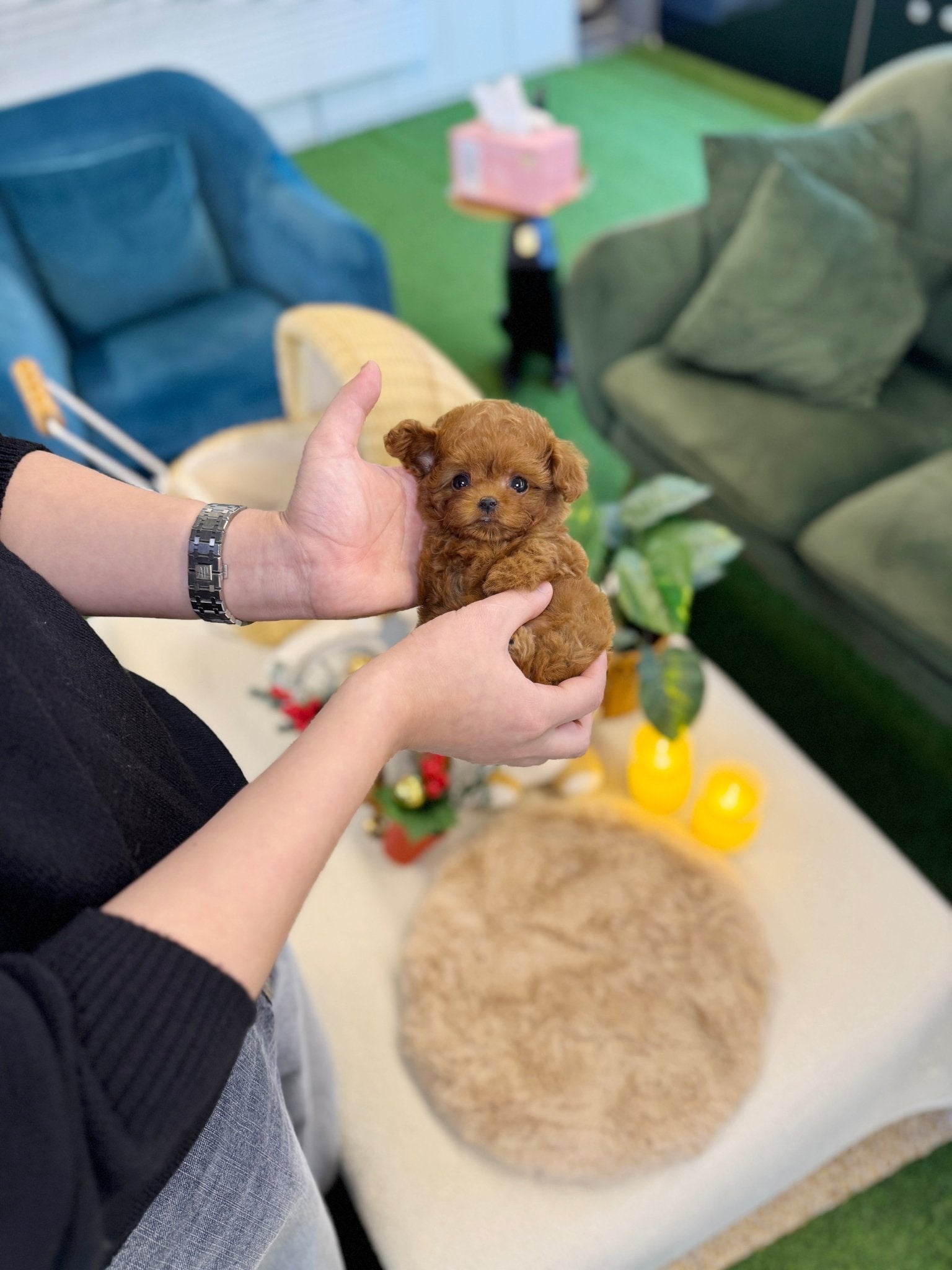 Poodle - Ena(Female) - Beautiful puppy teacup puppy with adorable features available for adoption from Velydog