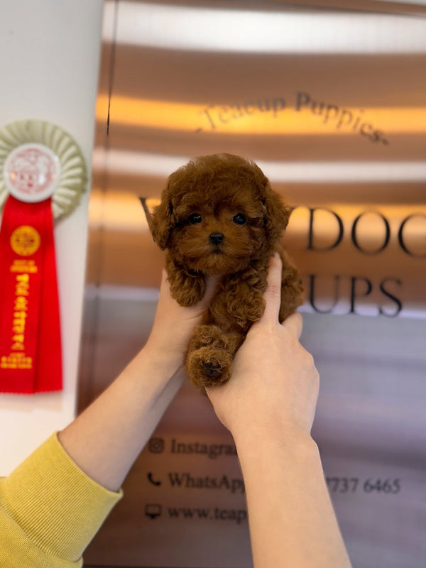 Poodle - Ethan(Male) - Beautiful puppy teacup puppy with adorable features available for adoption from Velydog