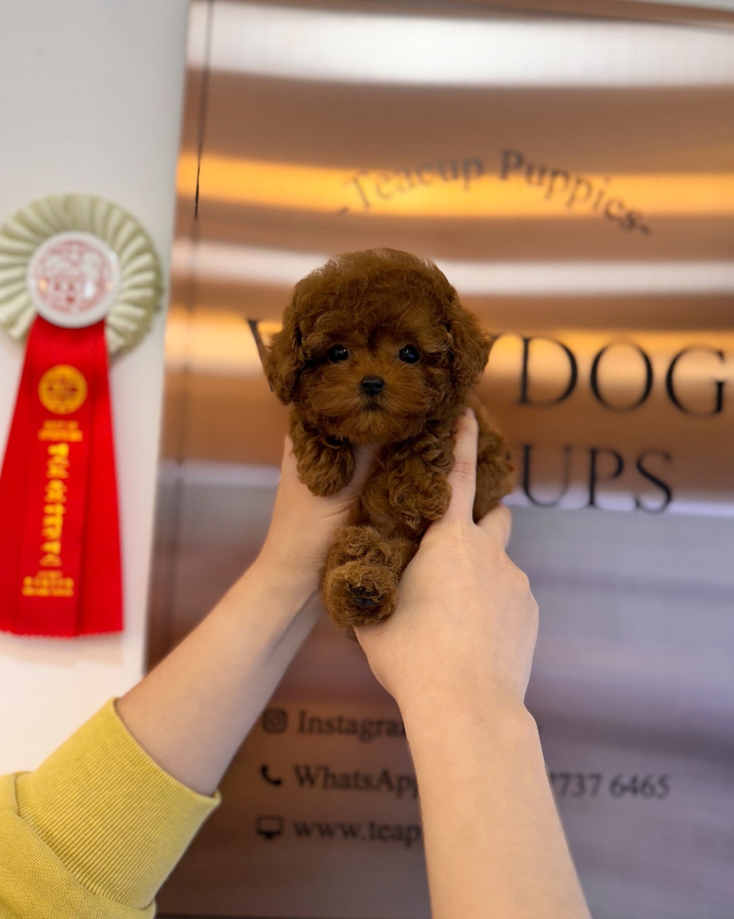 Poodle - Ethan(Male) - Beautiful puppy teacup puppy with adorable features available for adoption from Velydog