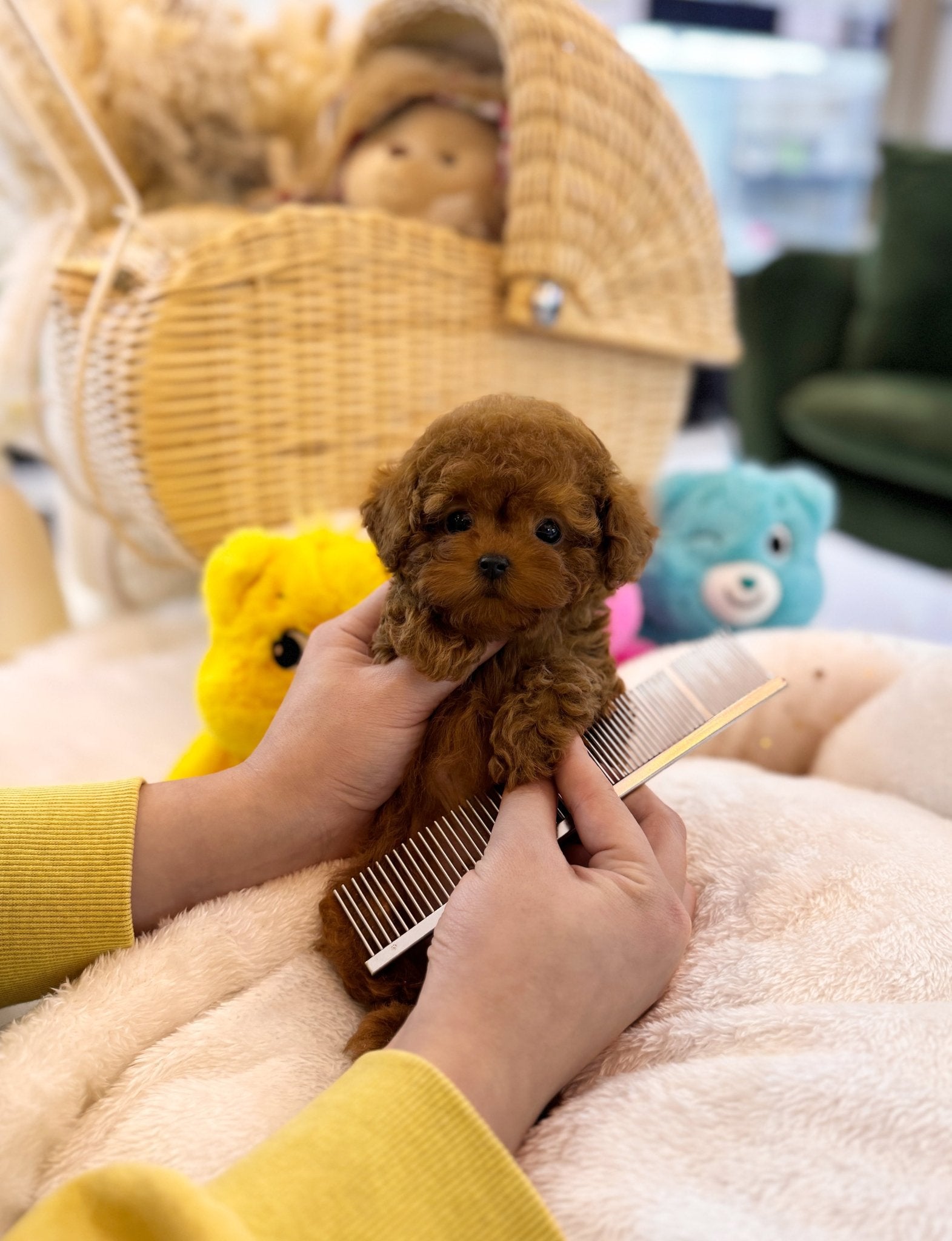 Poodle - Ethan(Male) - Beautiful puppy teacup puppy with adorable features available for adoption from Velydog