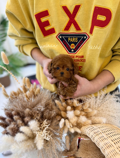 Poodle - Ethan(Male) - Beautiful puppy teacup puppy with adorable features available for adoption from Velydog