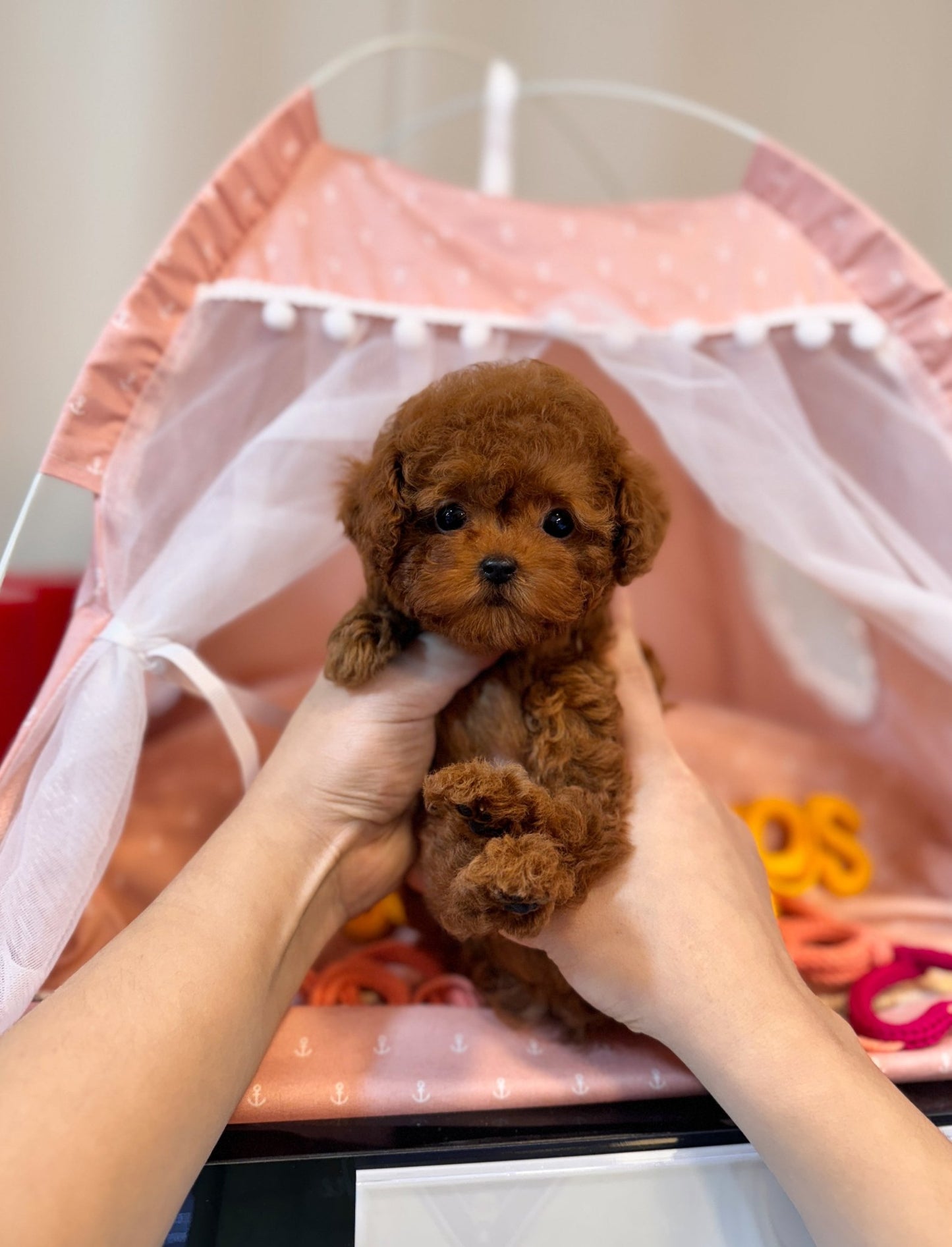 Poodle - Ethan(Male) - Beautiful puppy teacup puppy with adorable features available for adoption from Velydog