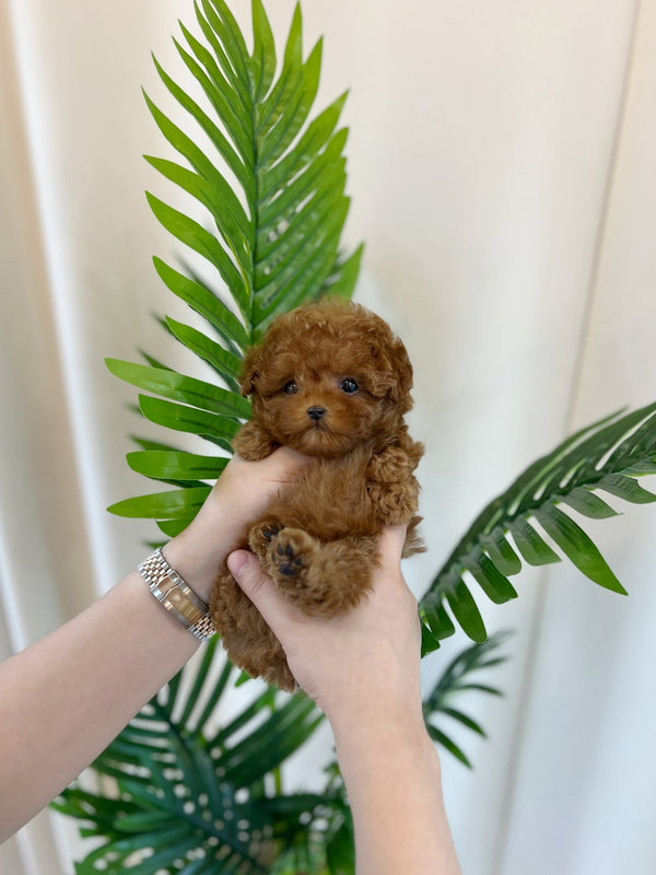 Poodle - Eve(Female) - Beautiful puppy teacup puppy with adorable features available for adoption from Velydog