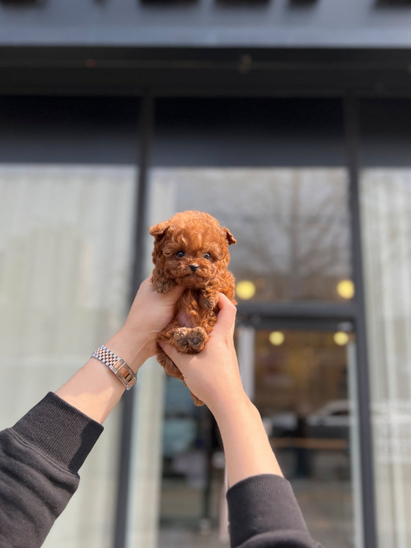 Poodle - Evelyn(Male) - Beautiful puppy teacup puppy with adorable features available for adoption from Velydog