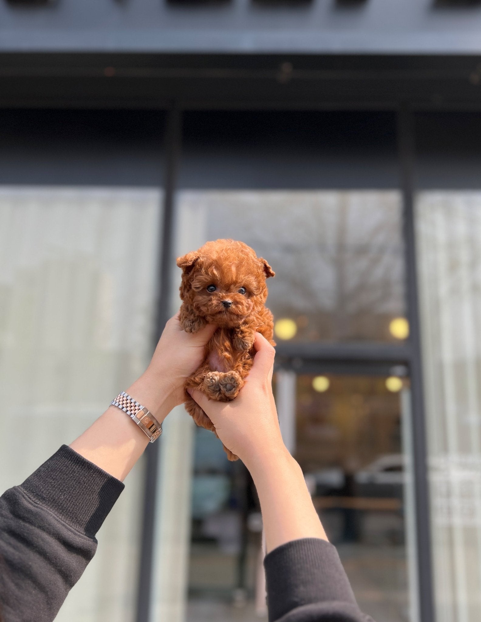 Poodle - Evelyn(Male) - Beautiful puppy teacup puppy with adorable features available for adoption from Velydog