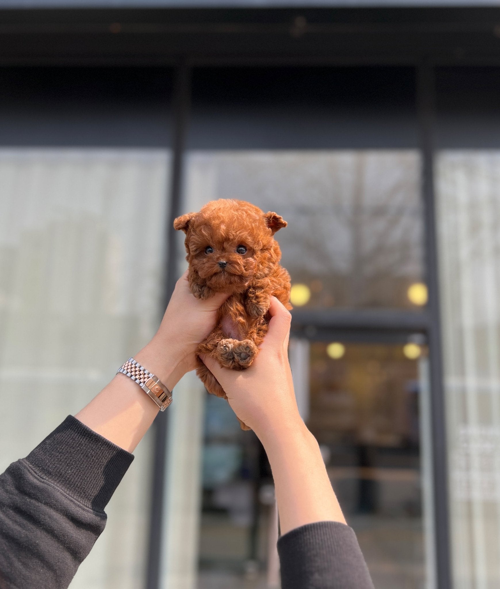 Poodle - Evelyn(Male) - Beautiful puppy teacup puppy with adorable features available for adoption from Velydog