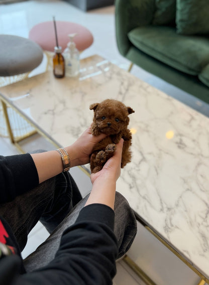 Poodle - Evelyn(Male) - Beautiful puppy teacup puppy with adorable features available for adoption from Velydog