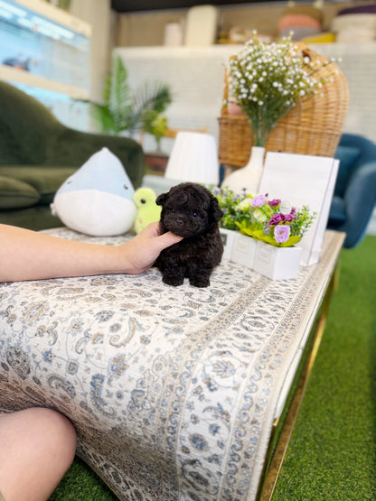 Poodle - Evie(Female) - Beautiful puppy teacup puppy with adorable features available for adoption from Velydog