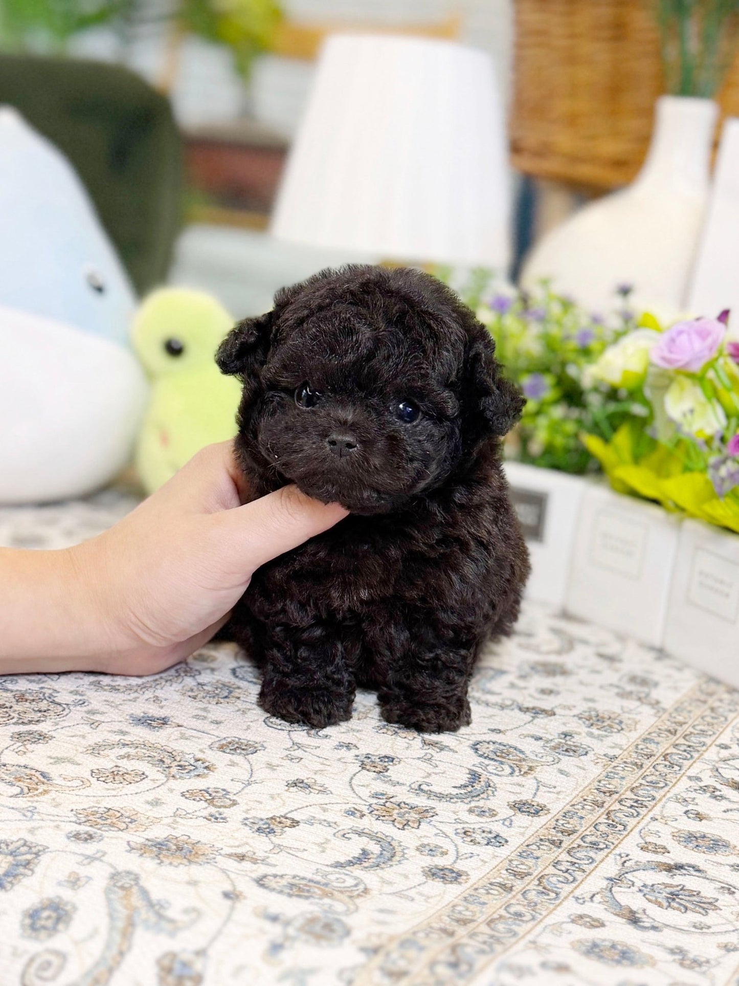 Poodle - Evie(Female) - Beautiful puppy teacup puppy with adorable features available for adoption from Velydog