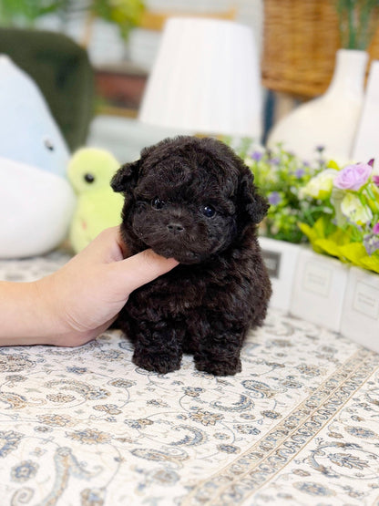 Poodle - Evie(Female) - Beautiful puppy teacup puppy with adorable features available for adoption from Velydog