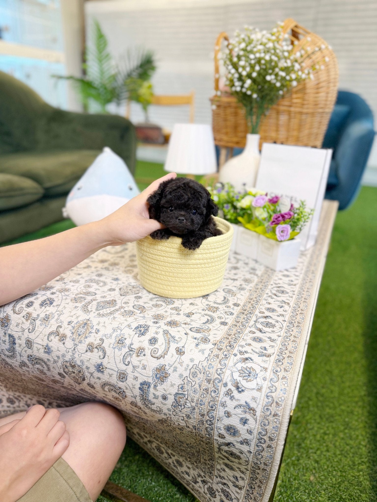 Poodle - Evie(Female) - Beautiful puppy teacup puppy with adorable features available for adoption from Velydog