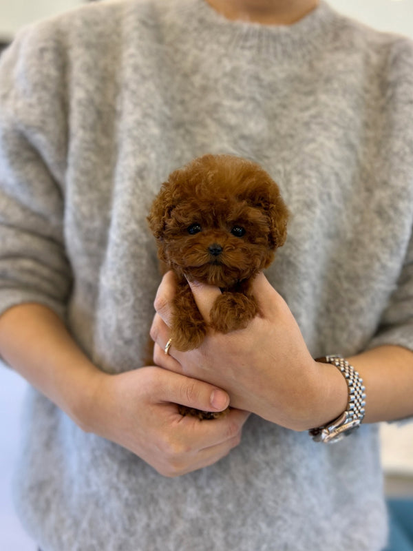 Poodle - Fendi(Female) - Beautiful puppy teacup puppy with adorable features available for adoption from Velydog