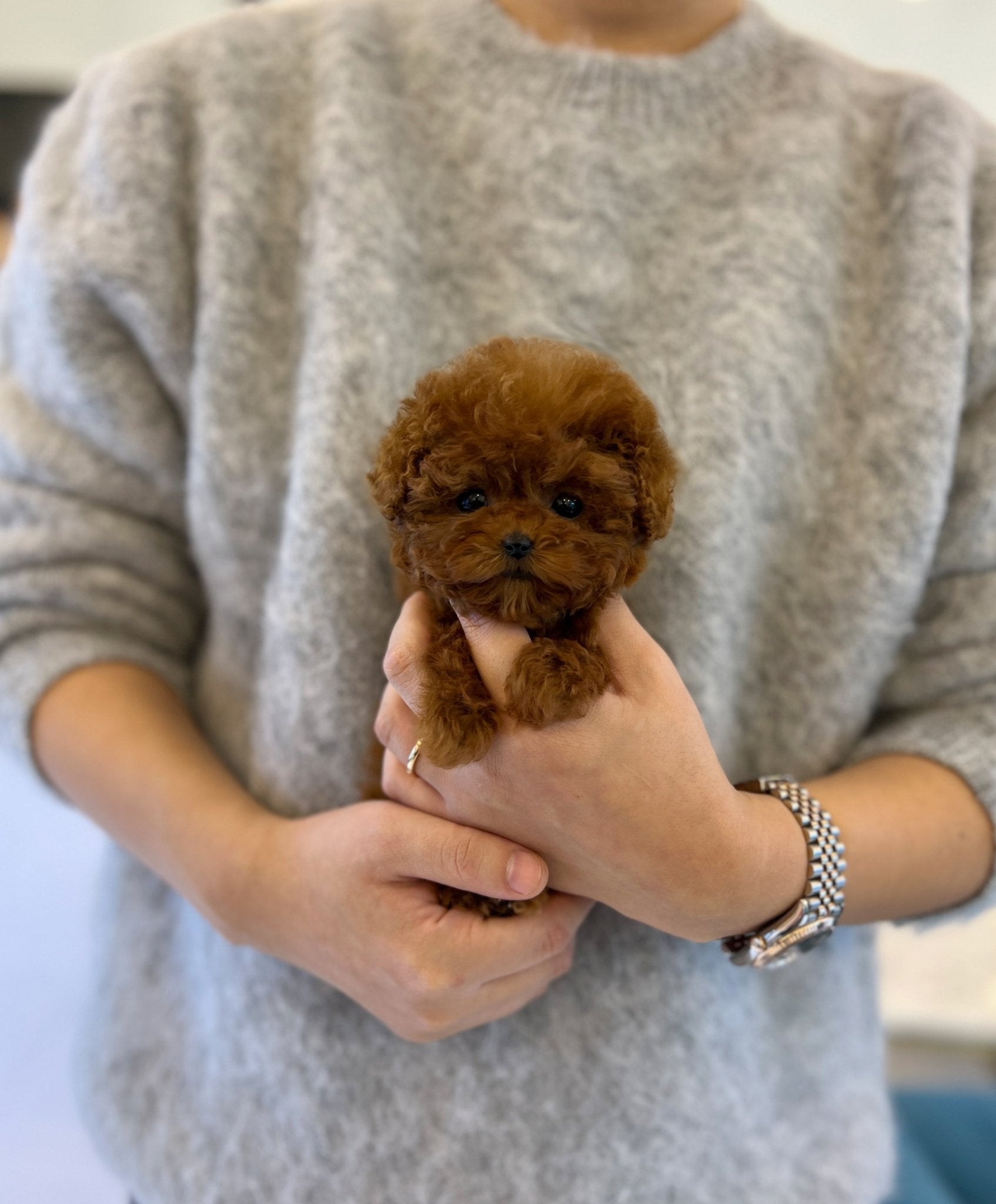 Poodle - Fendi(Female) - Beautiful puppy teacup puppy with adorable features available for adoption from Velydog