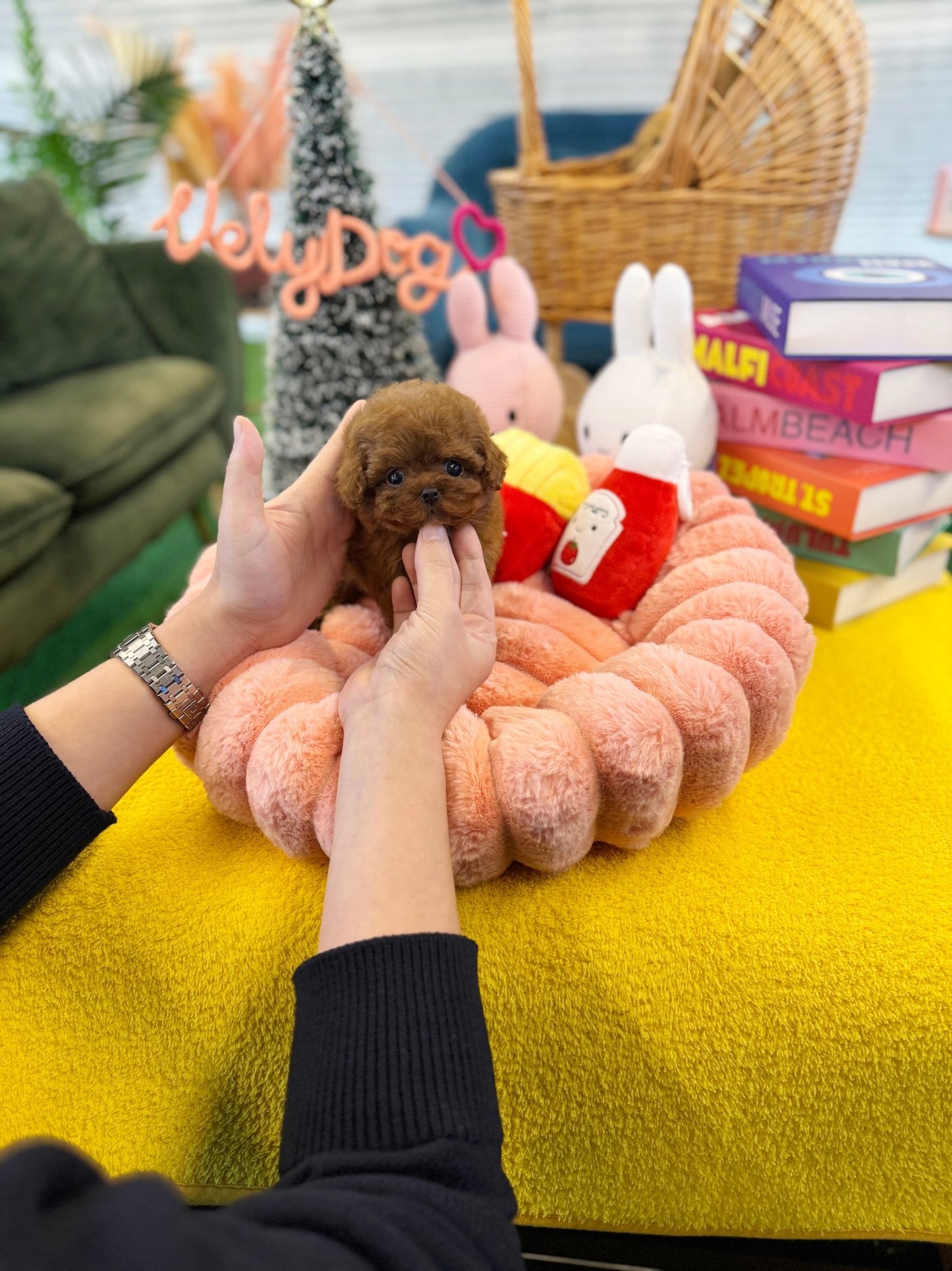 Poodle - Fendi(Female) - Beautiful puppy teacup puppy with adorable features available for adoption from Velydog