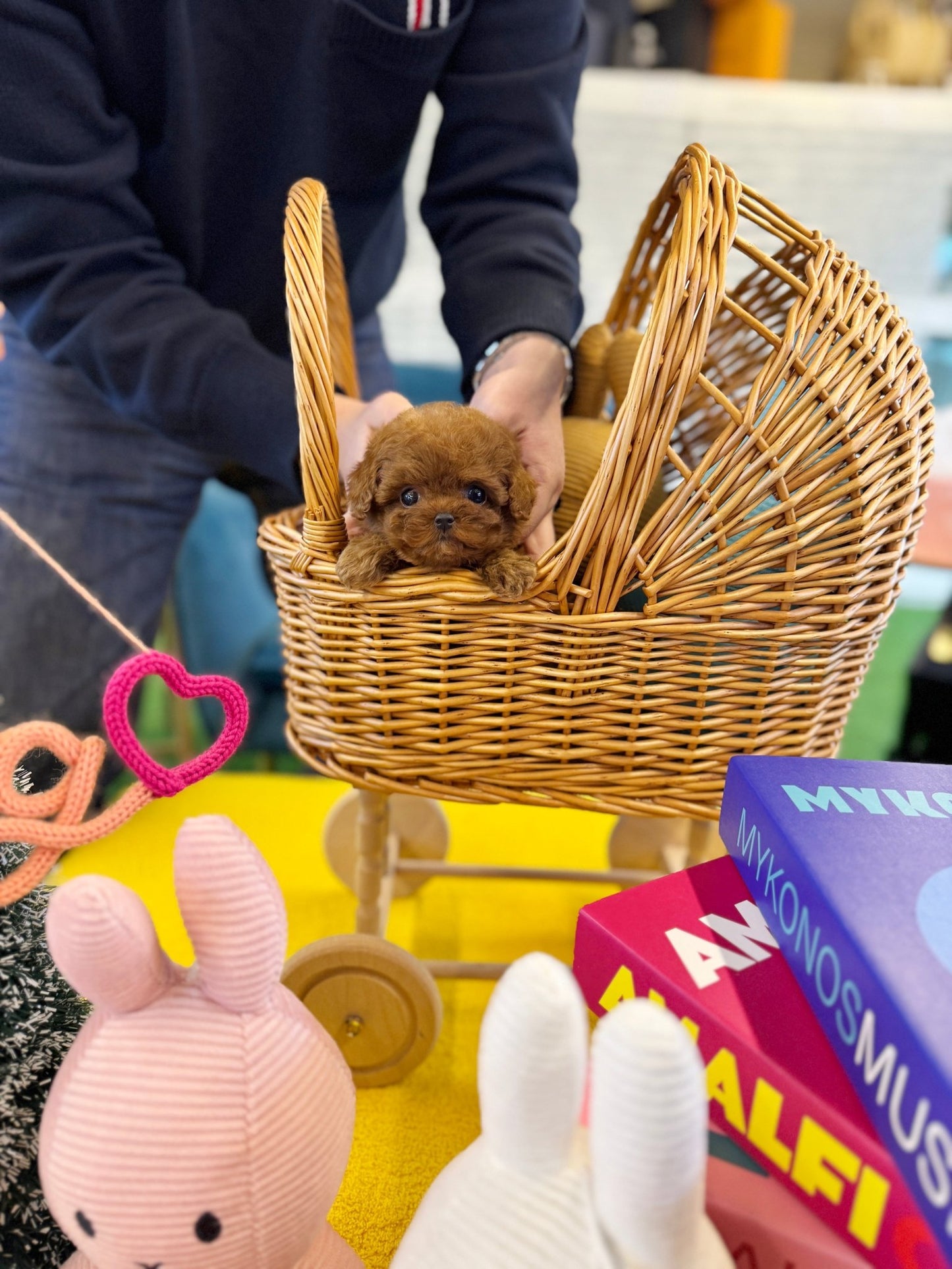 Poodle - Fendi(Female) - Beautiful puppy teacup puppy with adorable features available for adoption from Velydog