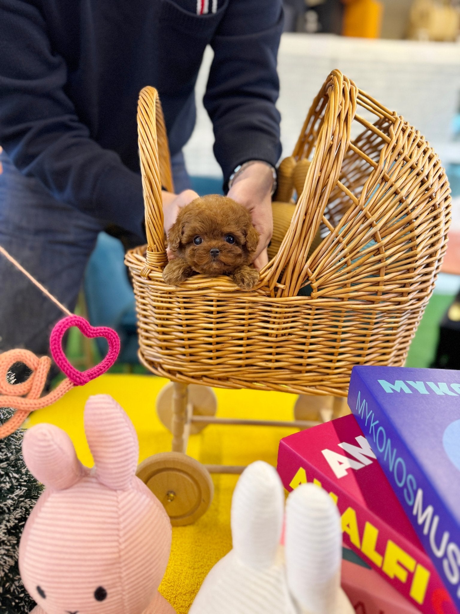 Poodle - Fendi(Female) - Beautiful puppy teacup puppy with adorable features available for adoption from Velydog