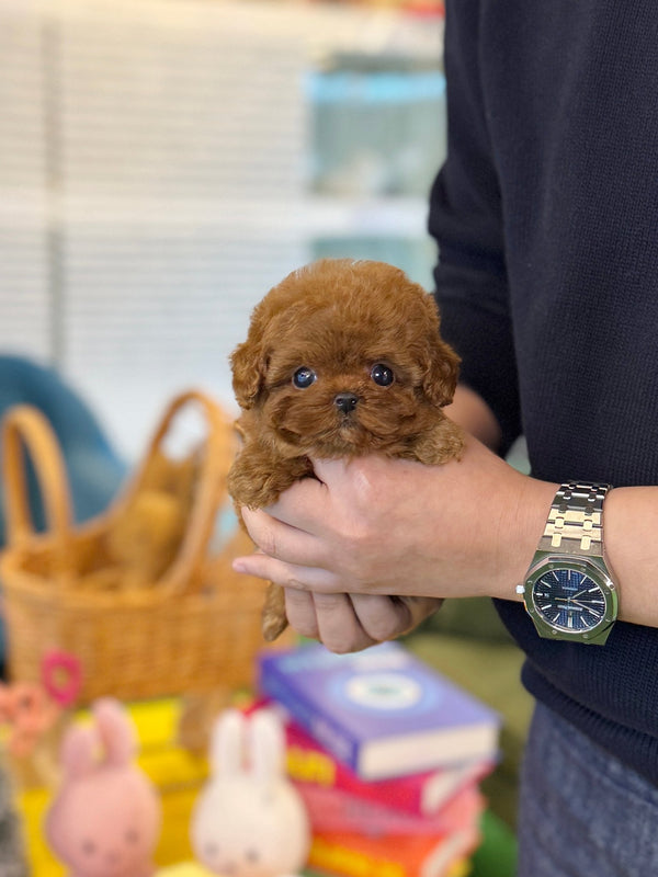 Poodle - Fendi(Female) - Beautiful puppy teacup puppy with adorable features available for adoption from Velydog